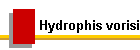 Hydrophis vorisi