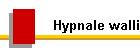 Hypnale walli
