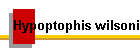 Hypoptophis wilsoni
