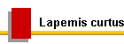 Lapemis curtus