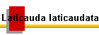 Laticauda laticaudata