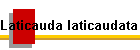 Laticauda laticaudata Bild01