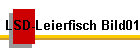 LSD-Leierfisch Bild01