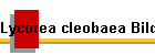 Lycorea cleobaea Bild01