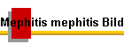 Mephitis mephitis Bild01