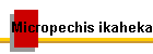 Micropechis ikaheka