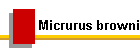 Micrurus browni