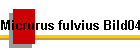 Micrurus fulvius Bild04