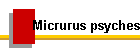 Micrurus psyches