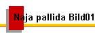 Naja pallida Bild01