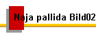 Naja pallida Bild02