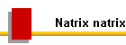 Natrix natrix