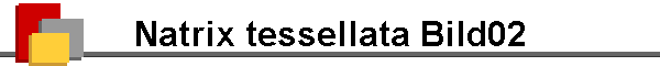 Natrix tessellata Bild02