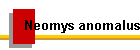 Neomys anomalus