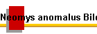 Neomys anomalus Bild01