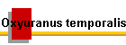 Oxyuranus temporalis