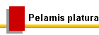 Pelamis platura