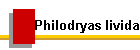 Philodryas livida