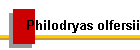 Philodryas olfersii