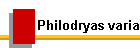 Philodryas varia