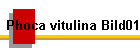 Phoca vitulina Bild01