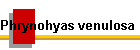 Phrynohyas venulosa Bild01