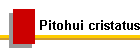 Pitohui cristatus