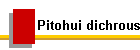 Pitohui dichrous