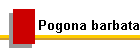 Pogona barbata