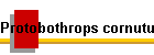 Protobothrops cornutus Bild03