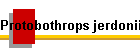 Protobothrops jerdonii xanthomelas Bild03