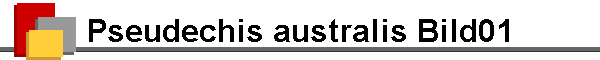 Pseudechis australis Bild01