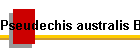 Pseudechis australis Bild01