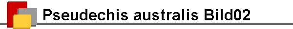 Pseudechis australis Bild02