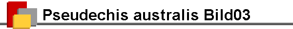 Pseudechis australis Bild03