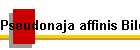 Pseudonaja affinis Bild01