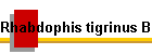 Rhabdophis tigrinus Bild03