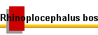 Rhinoplocephalus boschmai