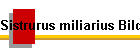 Sistrurus miliarius Bild01