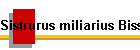 Sistrurus miliarius Biss01 Bild01