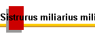 Sistrurus miliarius miliarius Bild01