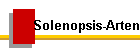 Solenopsis-Arten