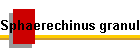 Sphaerechinus granularis Bild01