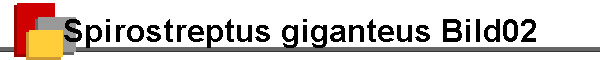 Spirostreptus giganteus Bild02