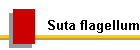 Suta flagellum