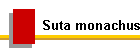 Suta monachus