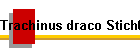 Trachinus draco Stich01