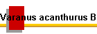 Varanus acanthurus Bild01
