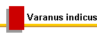 Varanus indicus