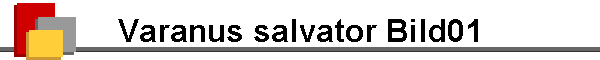 Varanus salvator Bild01
